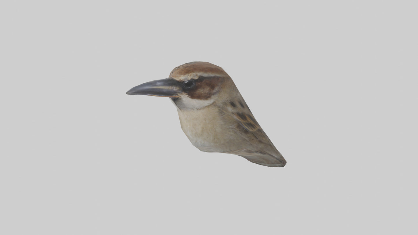 Sparrow Beak 3D model