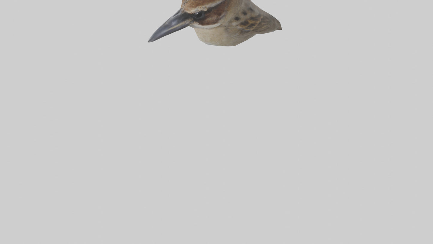 Sparrow Beak 3D model