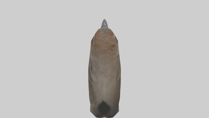 Sparrow Beak 3D model