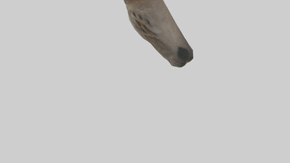 Sparrow Beak 3D model