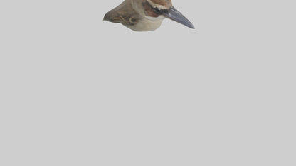 Sparrow Beak 3D model