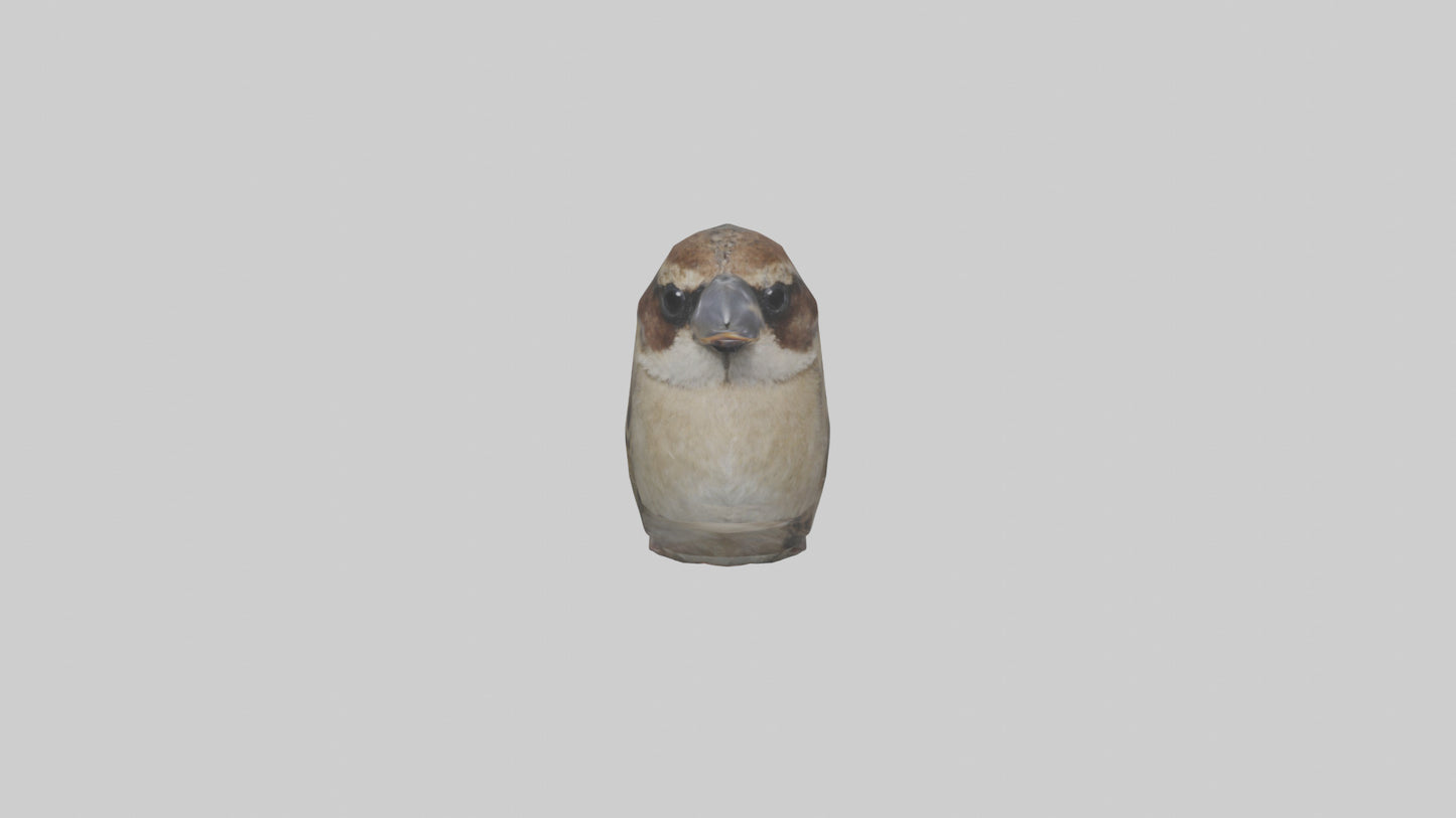 Sparrow Beak 3D model
