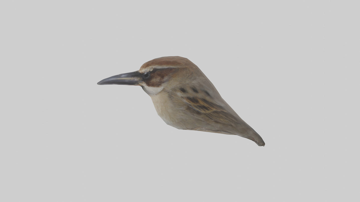Sparrow Beak 3D model