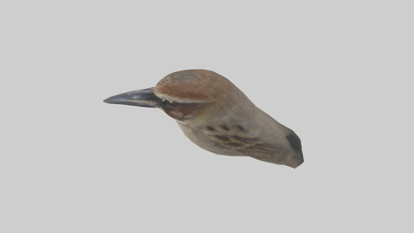Sparrow Beak 3D model