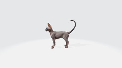 Sphynx Cat Model Animated and Rigged 3D model animated rigged