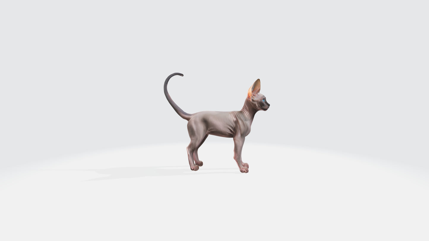 Sphynx Cat Model Animated and Rigged 3D model animated rigged