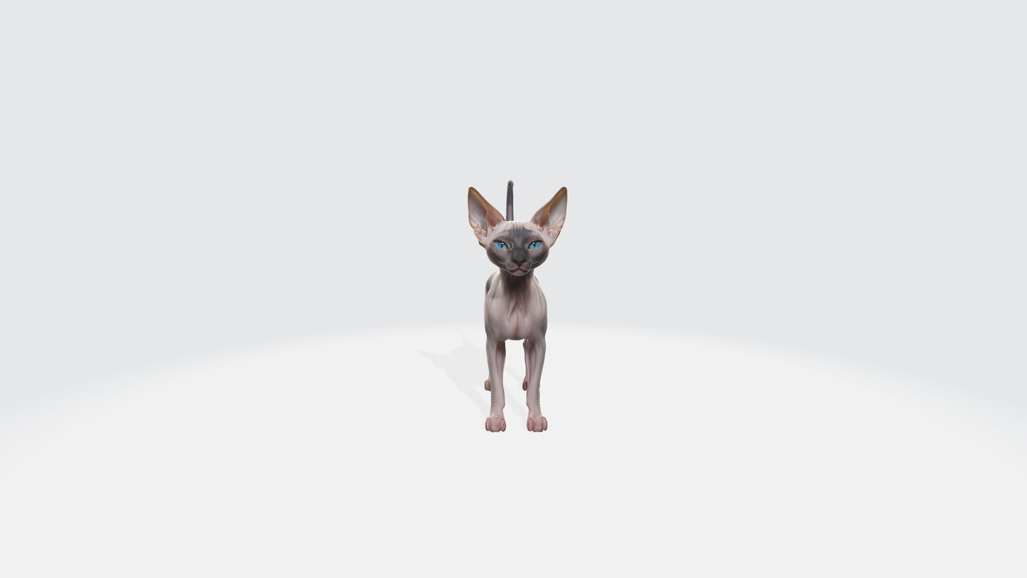 Sphynx Cat Model Animated and Rigged 3D model animated rigged