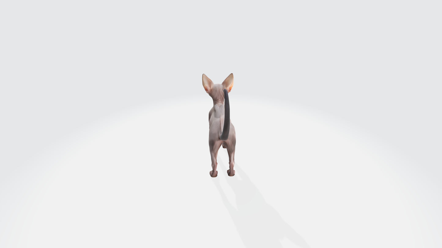 Sphynx Cat Model Animated and Rigged 3D model animated rigged