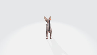 Sphynx Cat Model Animated and Rigged 3D model animated rigged