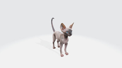 Sphynx Cat Model Animated and Rigged 3D model animated rigged