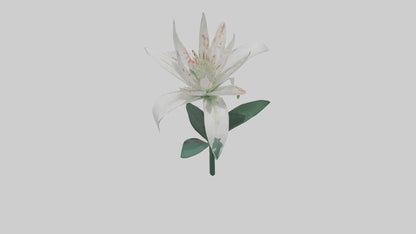 Spider Lily model 3D model
