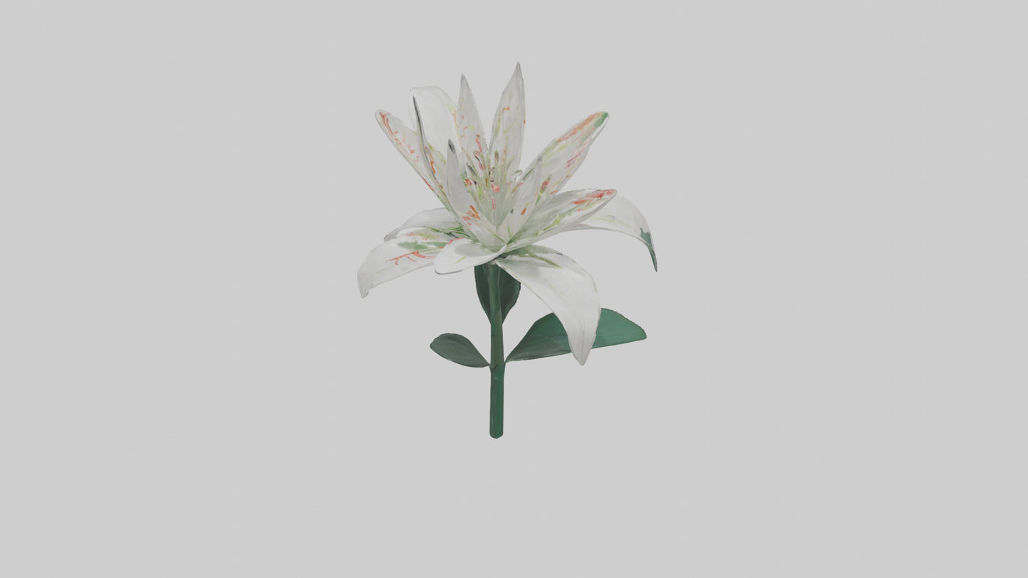 Spider Lily model 3D model
