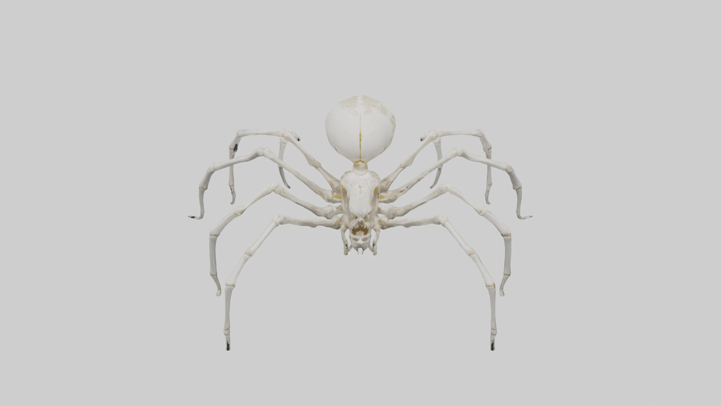 Spider Lily model 3D model