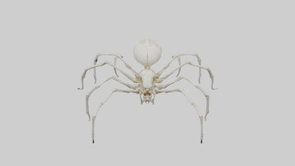 Spider Lily model 3D model