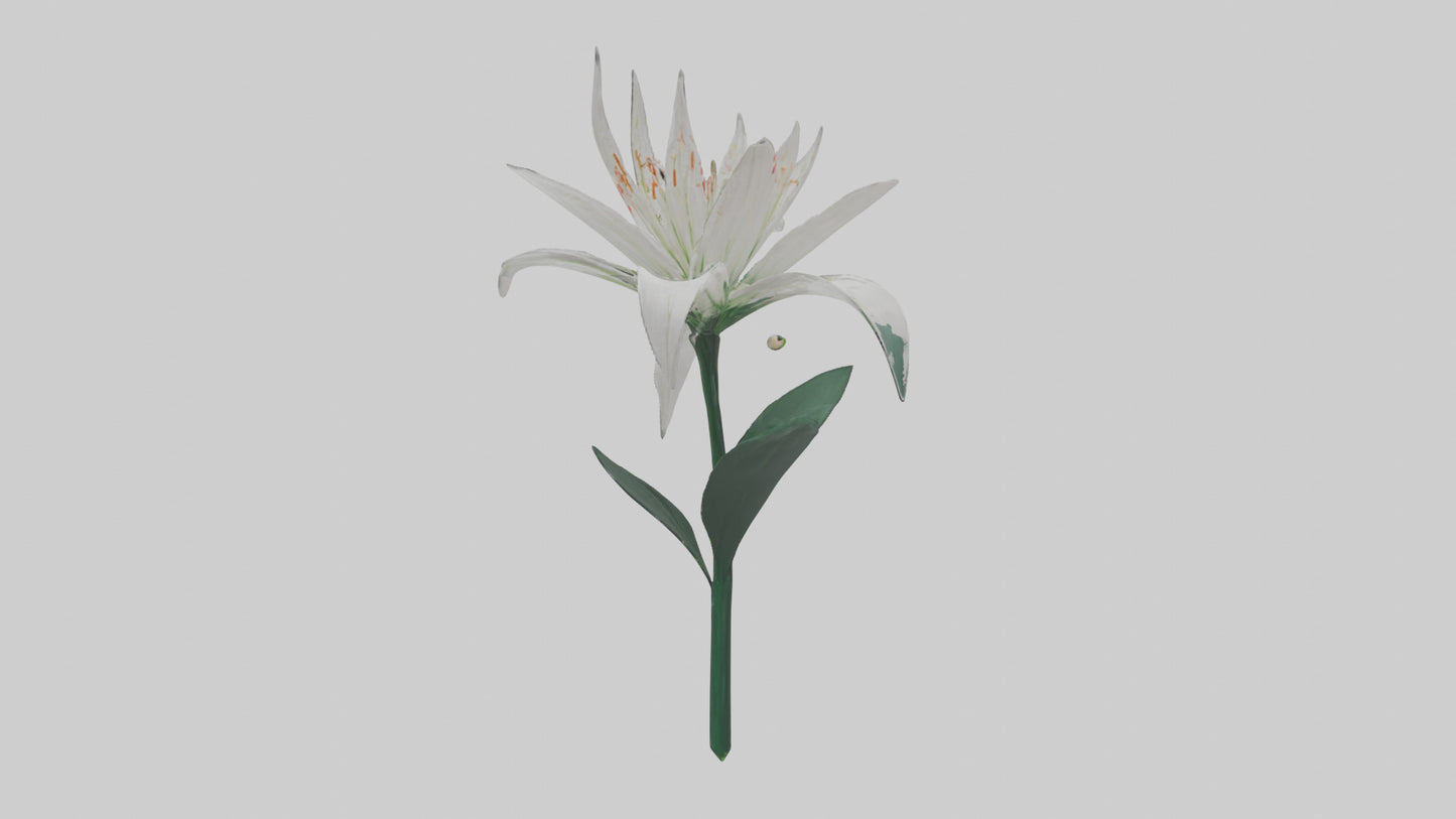 Spider Lily model 3D model