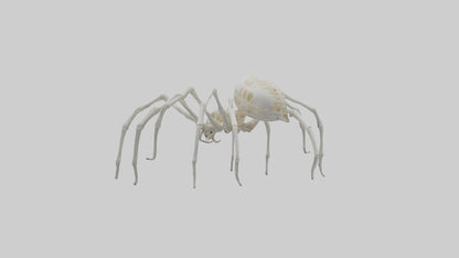 Spider Lily model 3D model