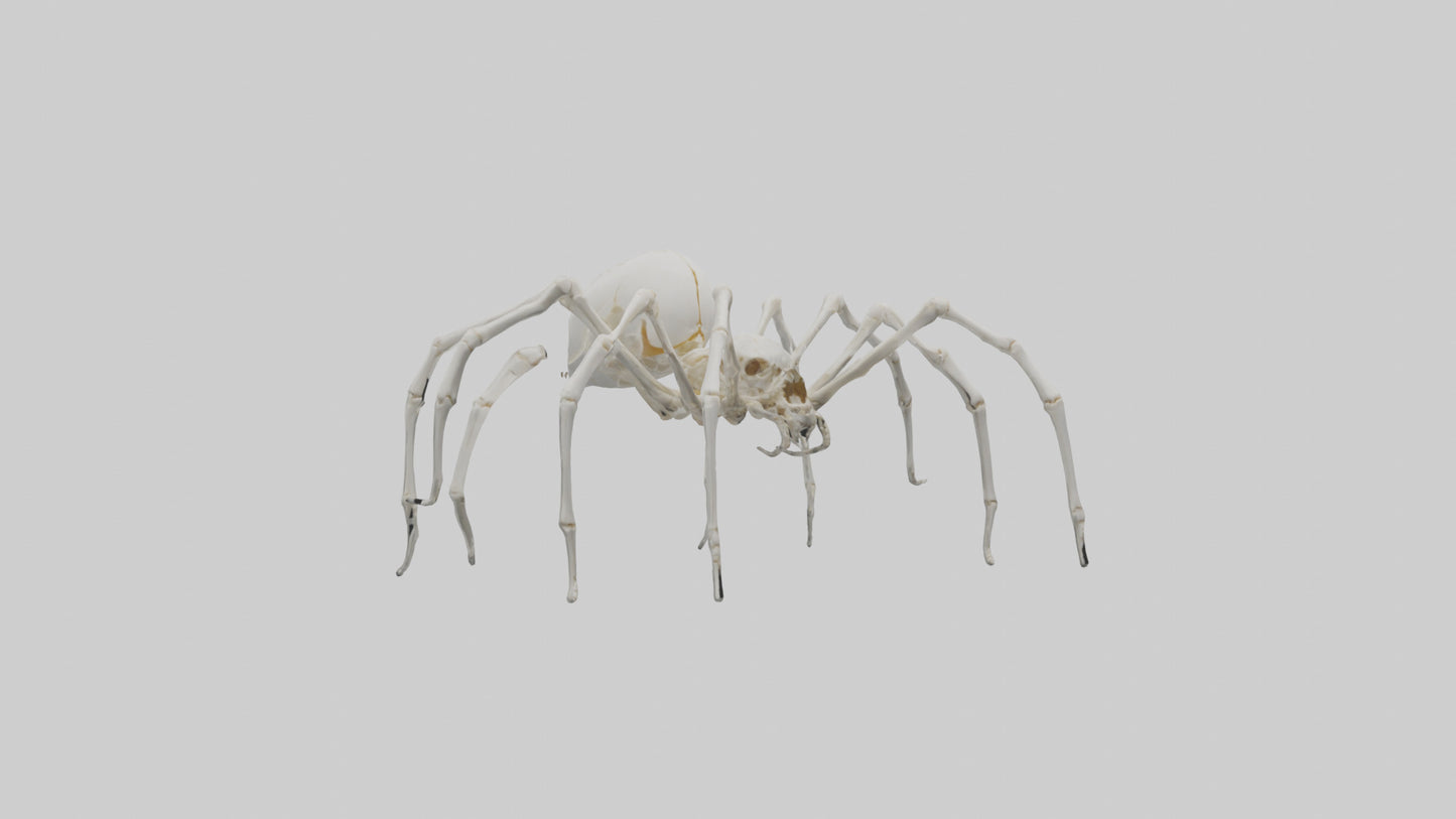 Spider Lily model 3D model