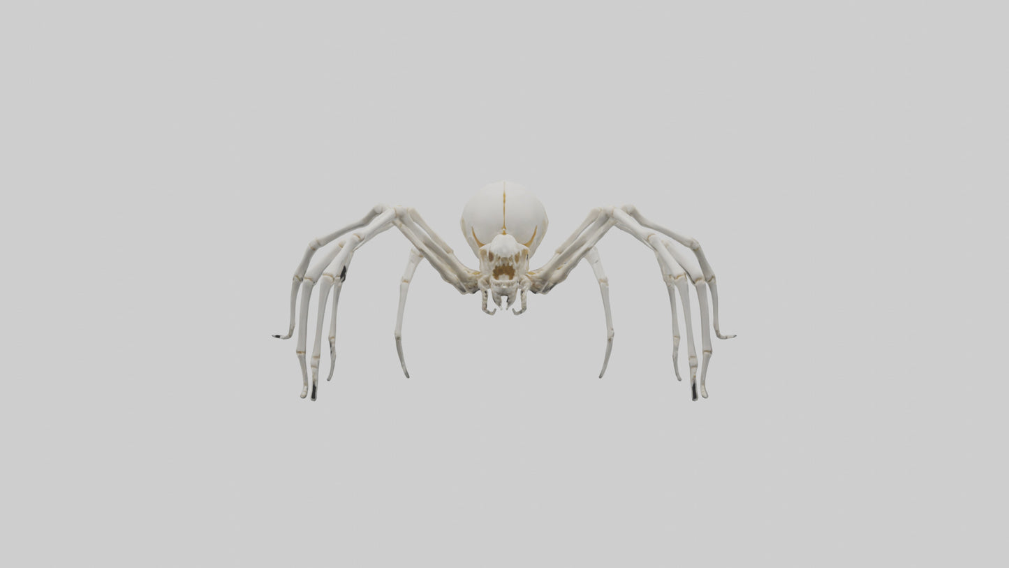 Spider Lily model 3D model