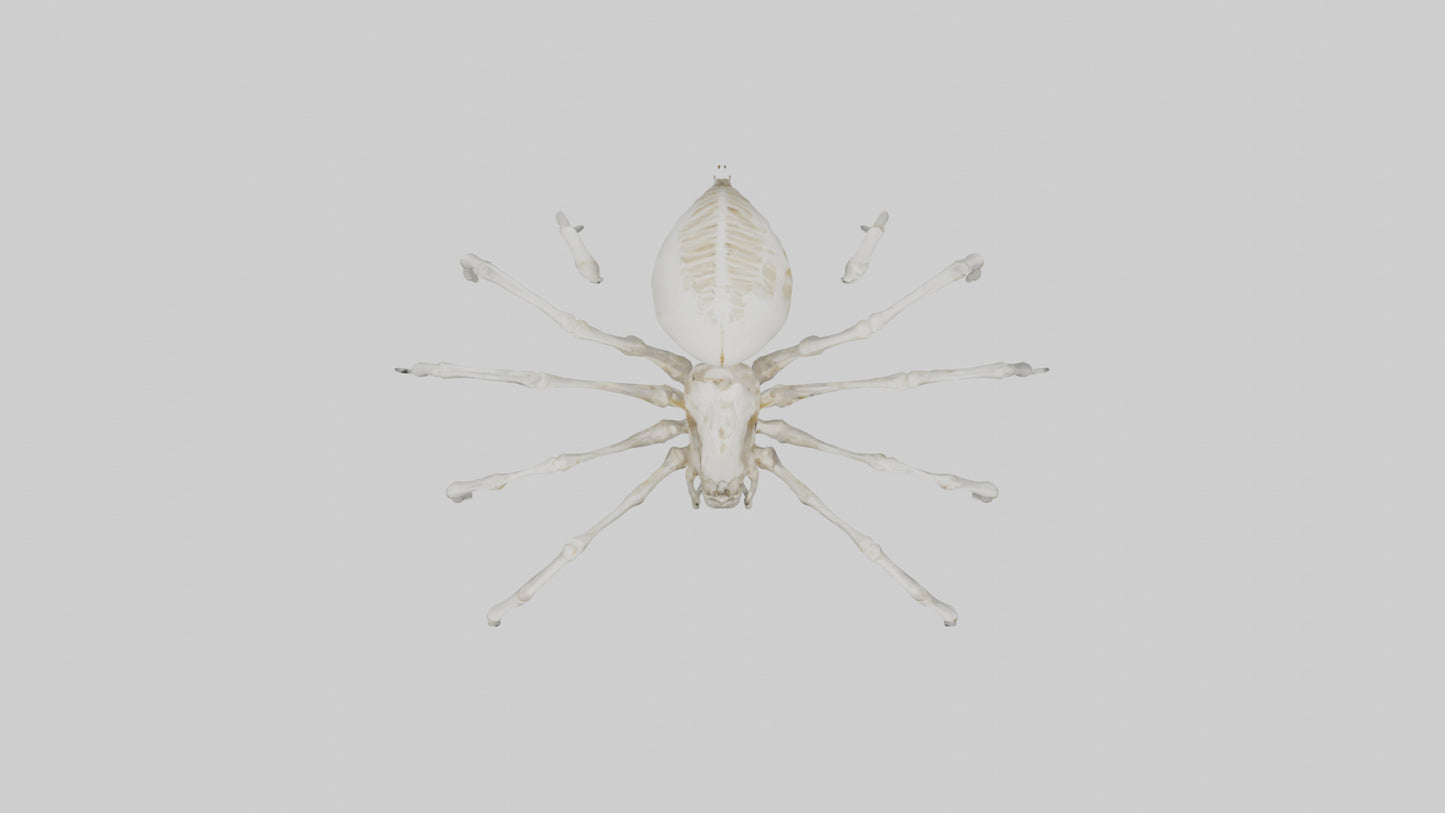 Spider Lily model 3D model