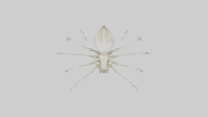 Spider Lily model 3D model