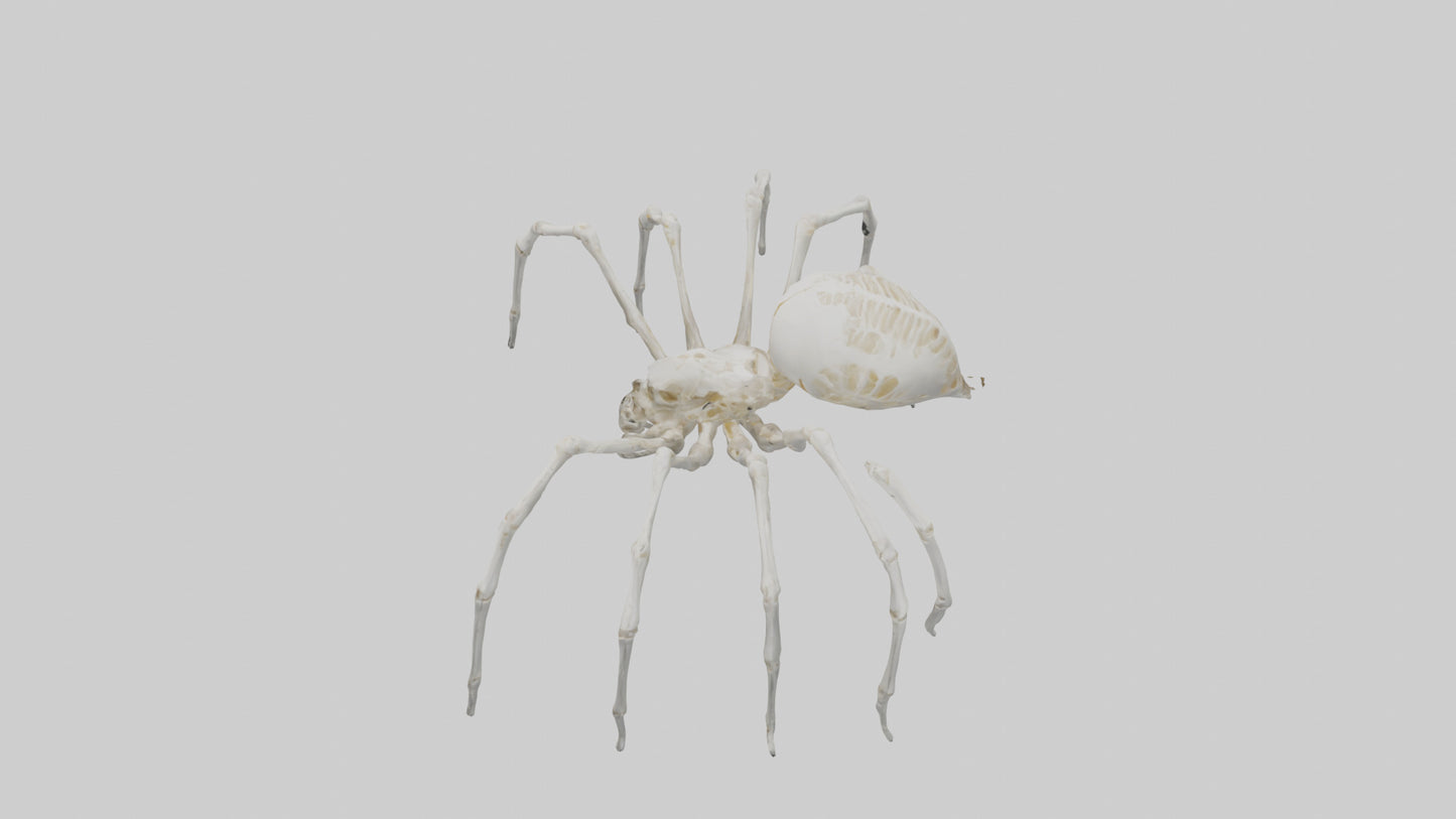 Spider Lily model 3D model