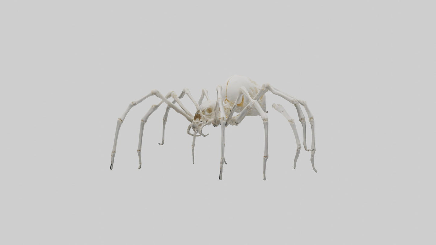 Spider Lily model 3D model