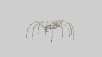Spider Lily model 3D model