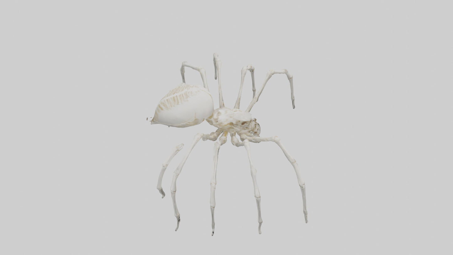 Spider Lily model 3D model