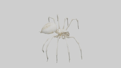 Spider Lily model 3D model