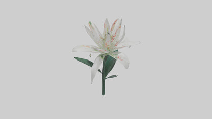 Spider Lily model 3D model