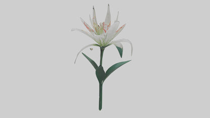 Spider Lily model 3D model