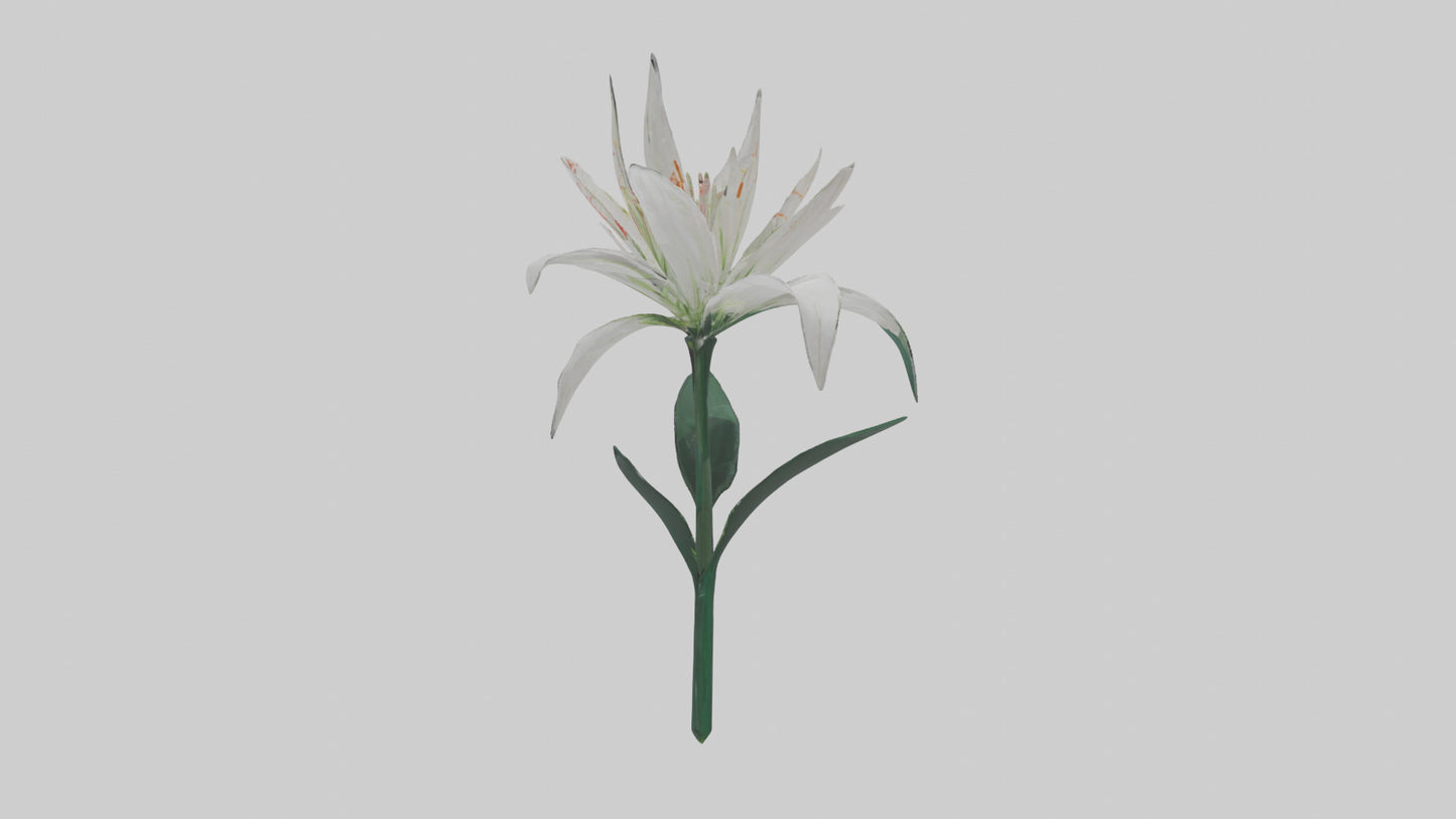 Spider Lily model 3D model
