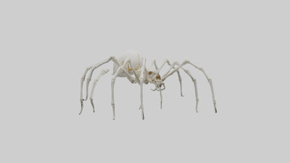 Spider Lily model 3D model