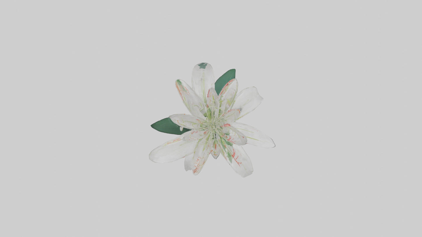 Spider Lily model 3D model