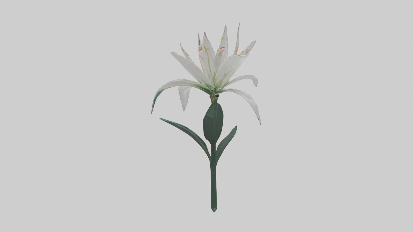 Spider Lily model 3D model