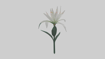 Spider Lily model 3D model