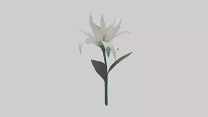 Spider Lily model 3D model