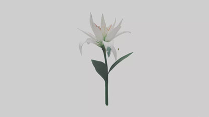 Spider Lily model 3D model