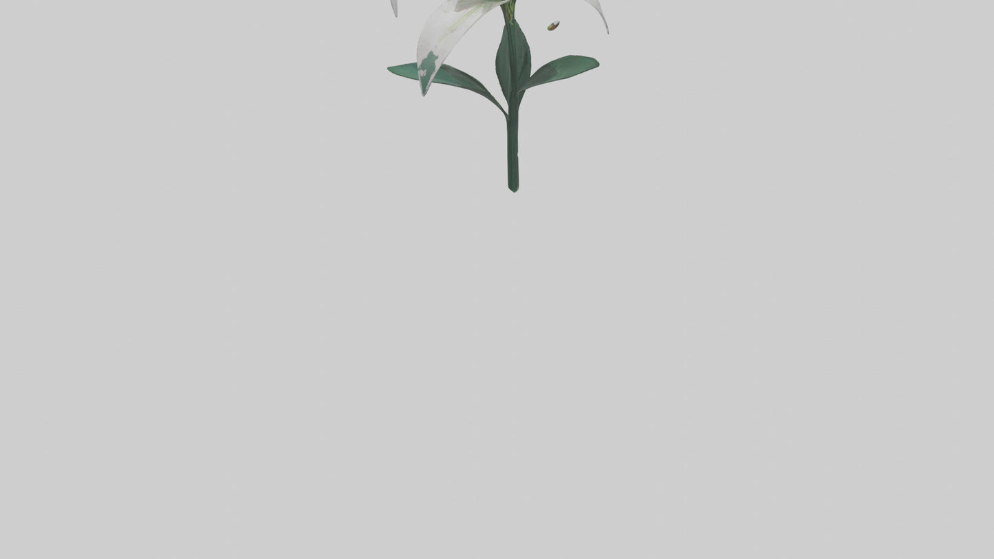 Spider Lily model 3D model