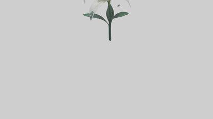 Spider Lily model 3D model