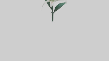 Spider Lily model 3D model