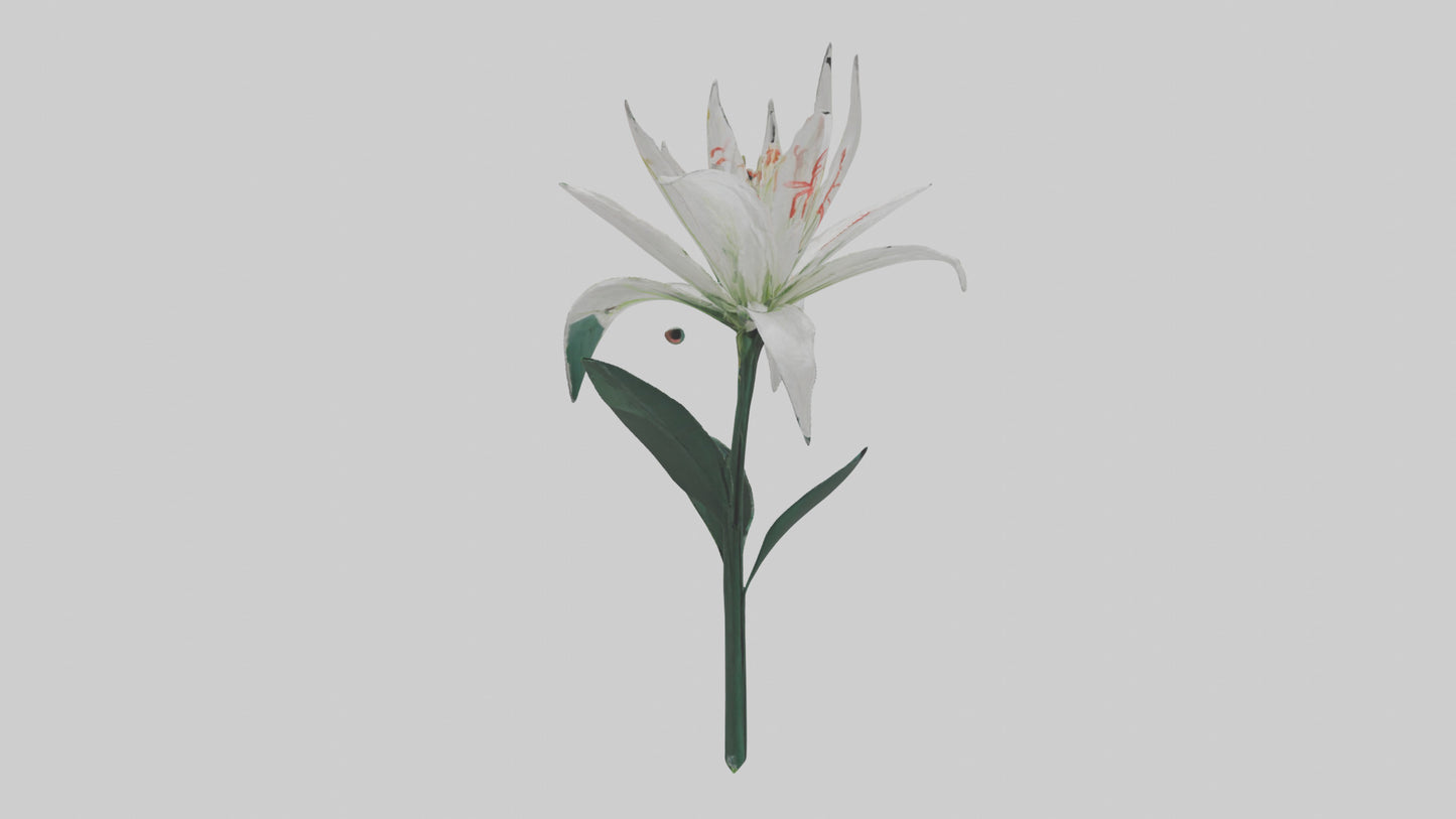 Spider Lily model 3D model