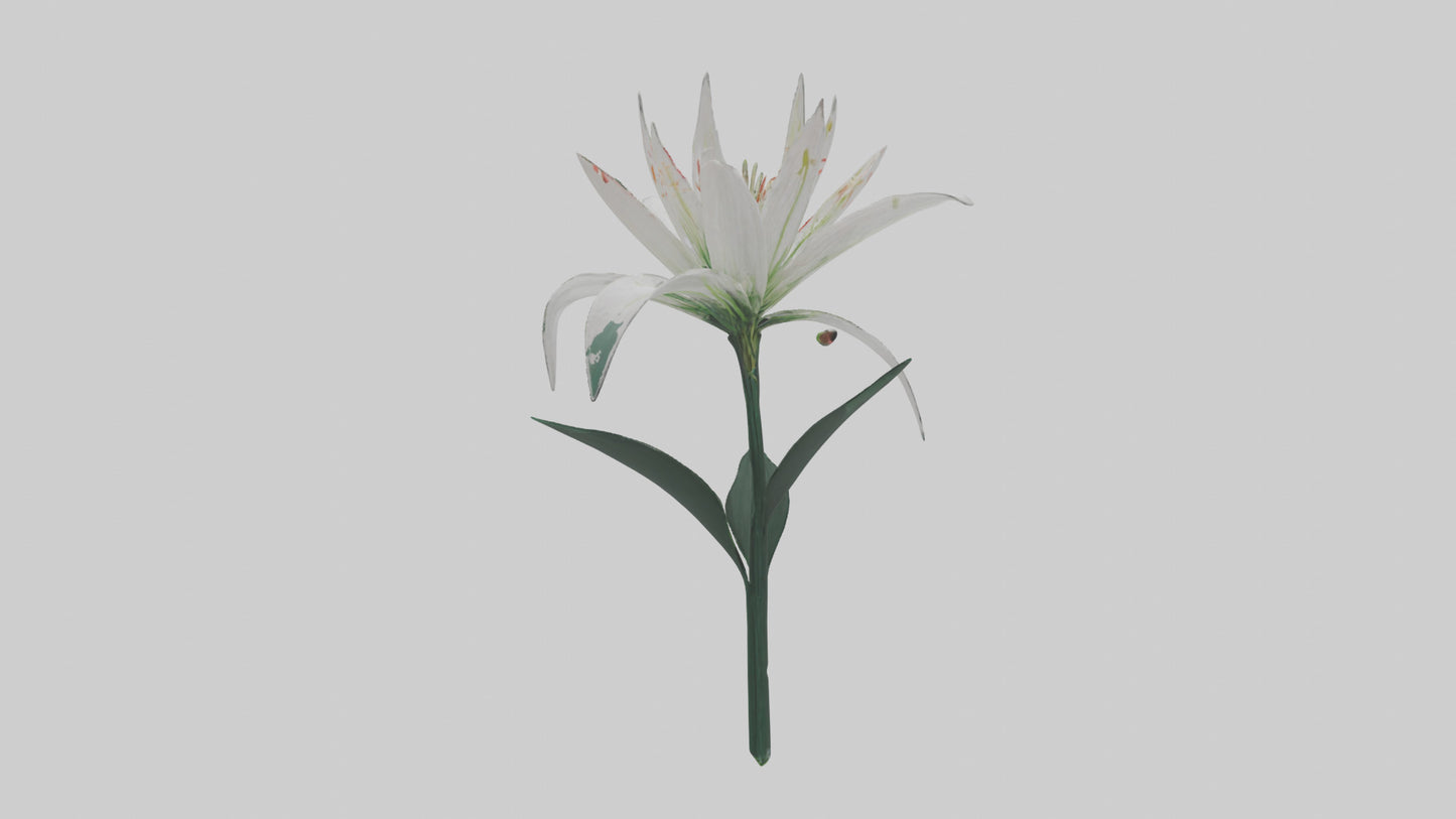 Spider Lily model 3D model