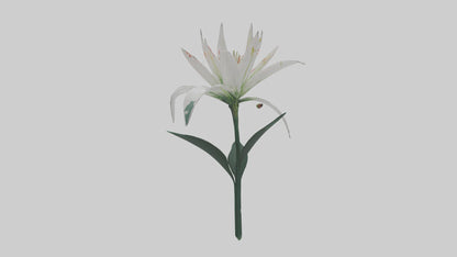 Spider Lily model 3D model