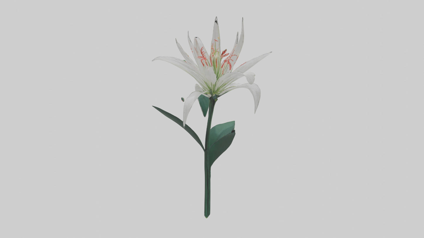 Spider Lily model 3D model