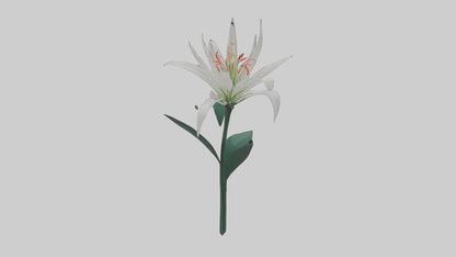 Spider Lily model 3D model