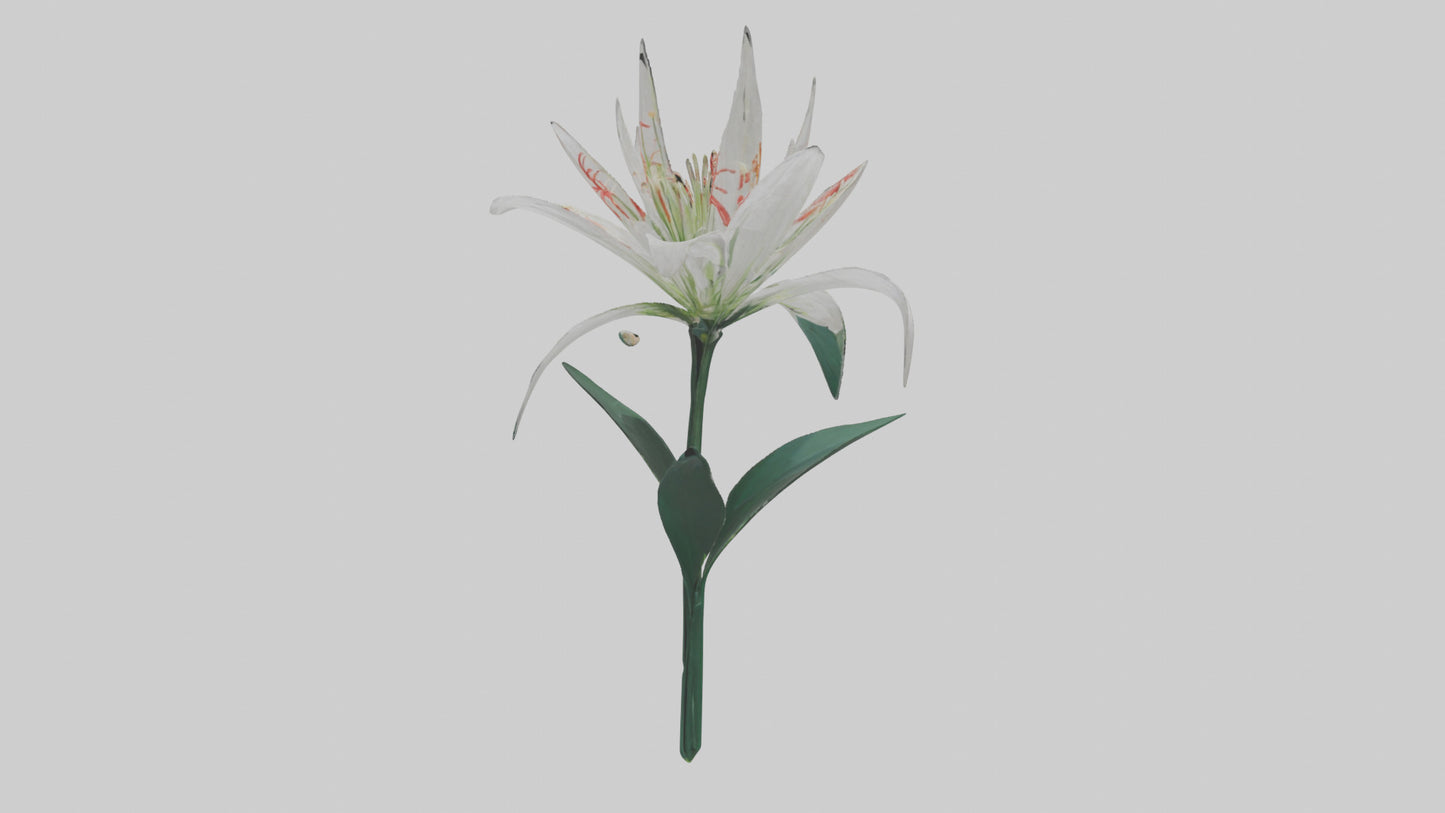 Spider Lily model 3D model
