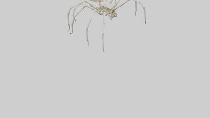 Spider Lily model 3D model