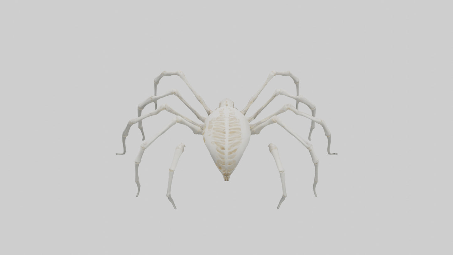Spider Lily model 3D model