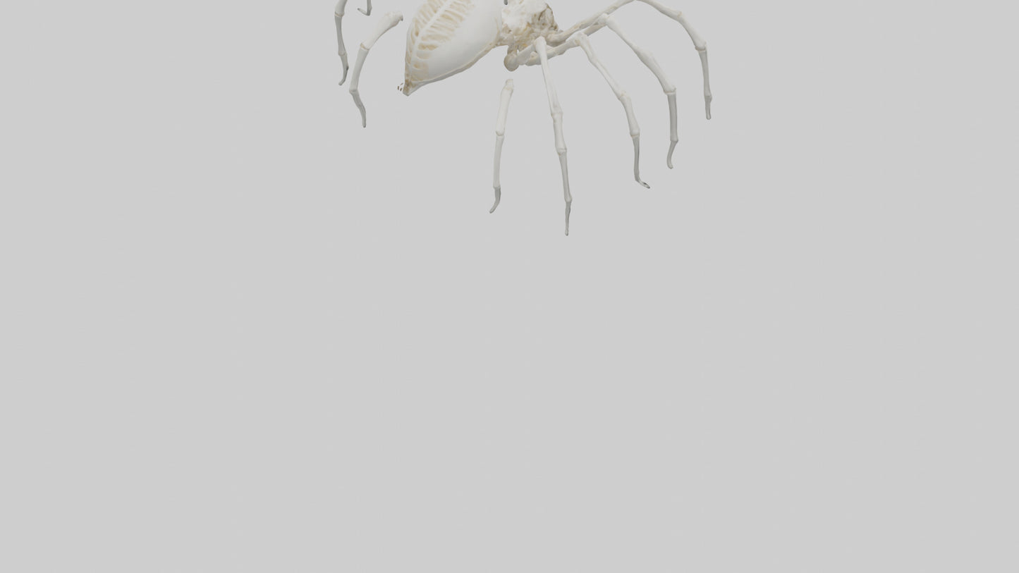 Spider Lily model 3D model